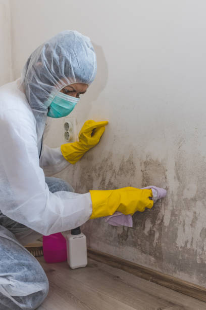 Mold Odor Removal Services in Aspen, CO