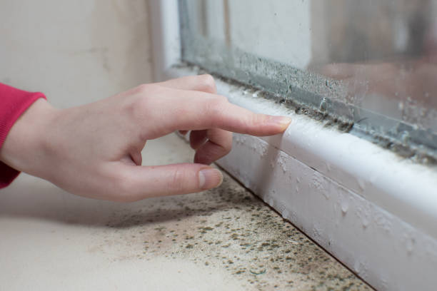 Best Water Damage & Mold Remediation  in Aspen, CO