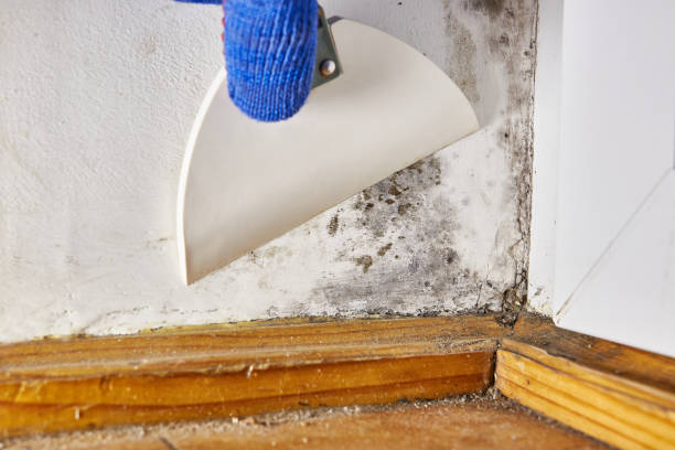 Best Basement Mold Removal  in Aspen, CO